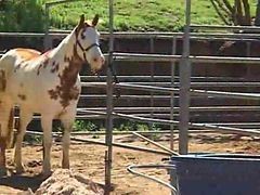 Pigtail Teen Gets Her Cherry Pop